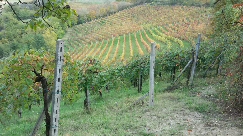 Cascina Torello Dogliani Ngoại thất bức ảnh