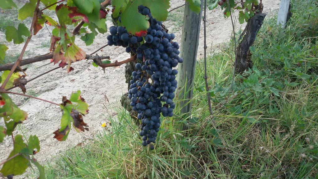 Cascina Torello Dogliani Ngoại thất bức ảnh