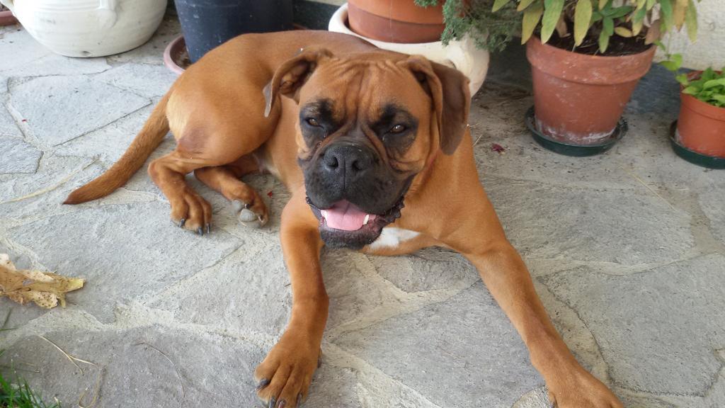 Cascina Torello Dogliani Ngoại thất bức ảnh
