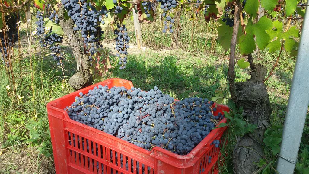 Cascina Torello Dogliani Ngoại thất bức ảnh
